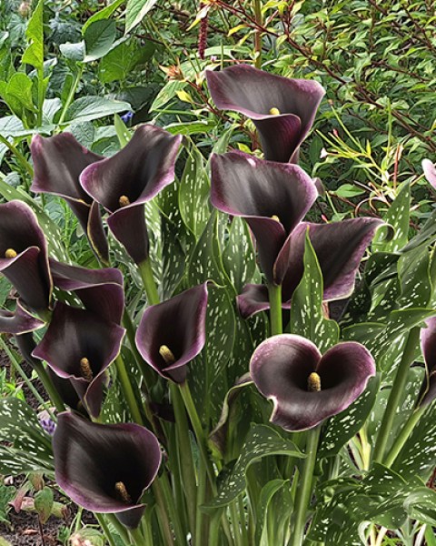 Zantedeschia Dubai Nights7